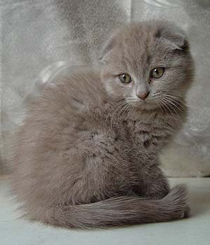 Котомет на вторник (15.04.2008)