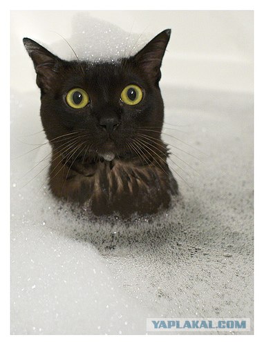 Котовторник на 22 июня