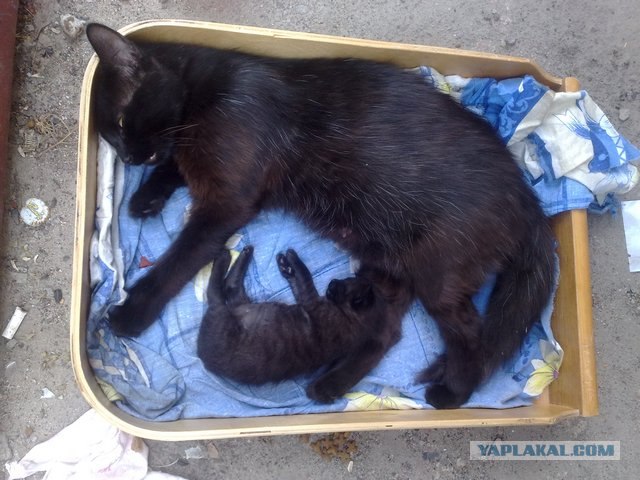 Первый котовторник июля