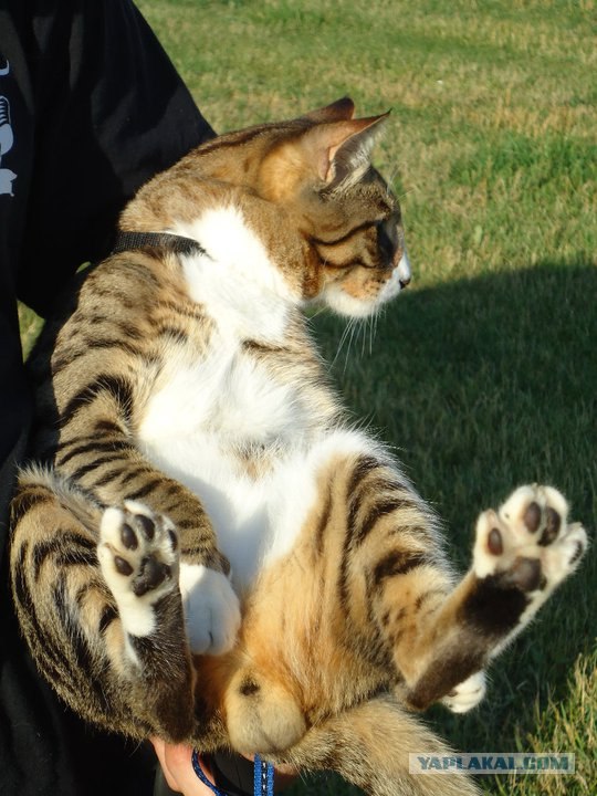 Котовторник 27.03.2012