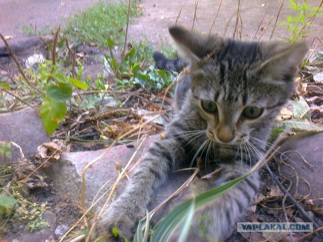 Котовторник  14.08.2012.
