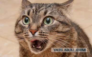 - Хозяин, сука, ты же обещал оставить...