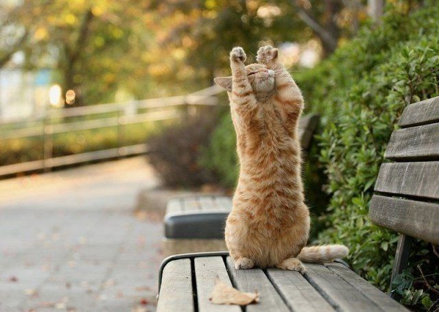 Котики