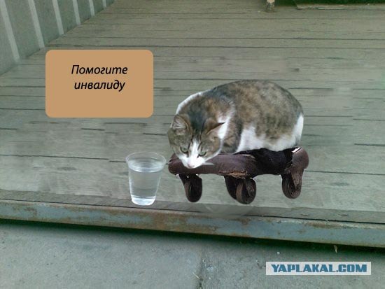 Фотожаба: Лето. Коту жарко