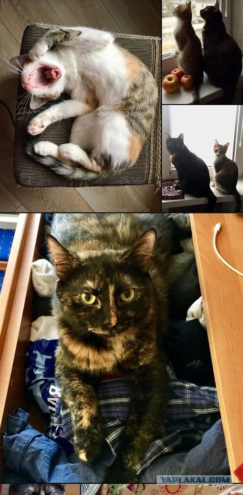 Котовторнику быть!