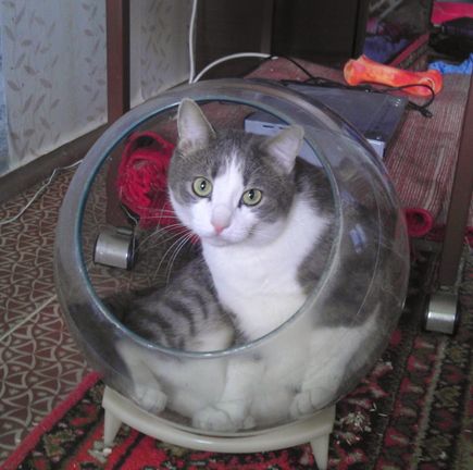 К Котовторнику
