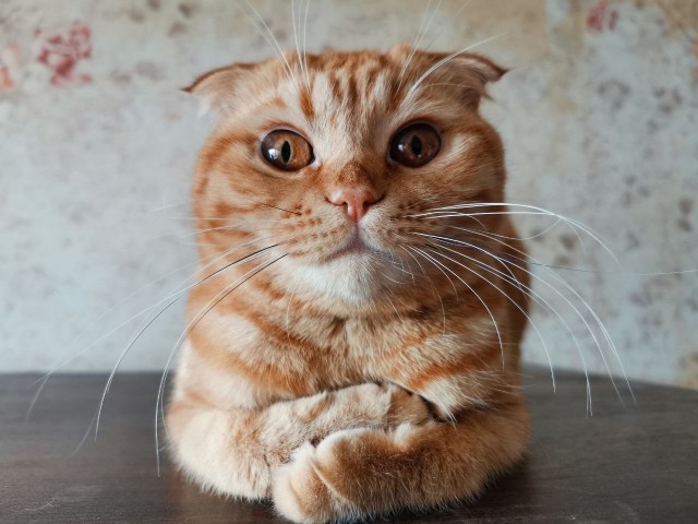 Всемирный день кошек