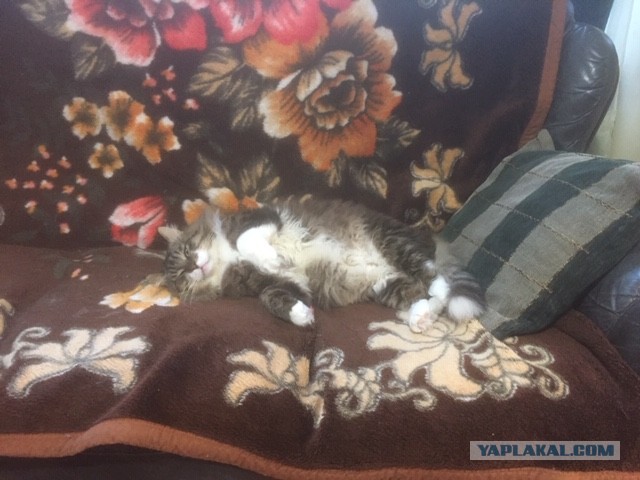 Немного милоты в котовторник