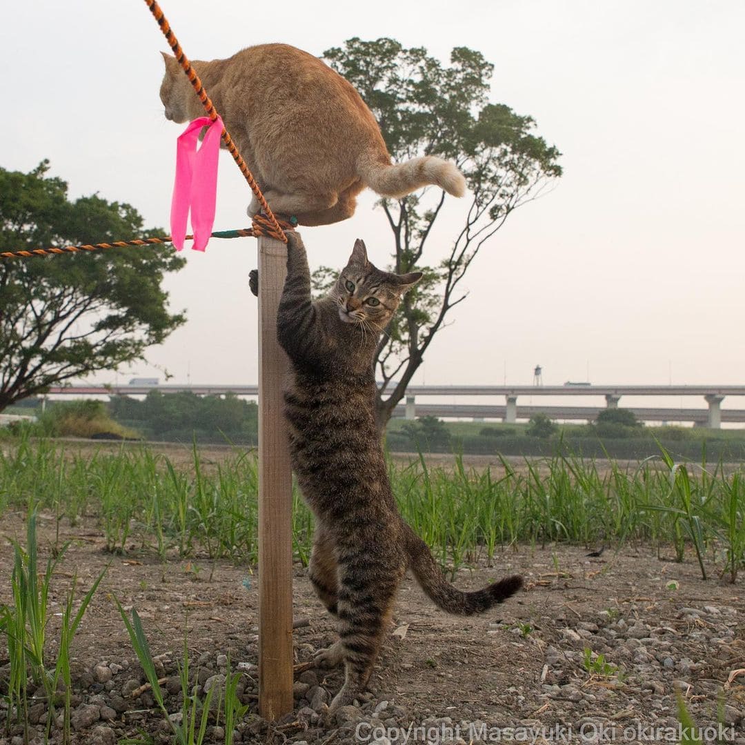 Смешные картинки без животных