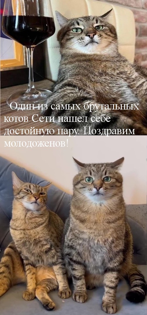 Всемирный день котиков.