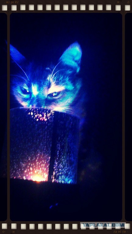 Котовторник  28.01.14