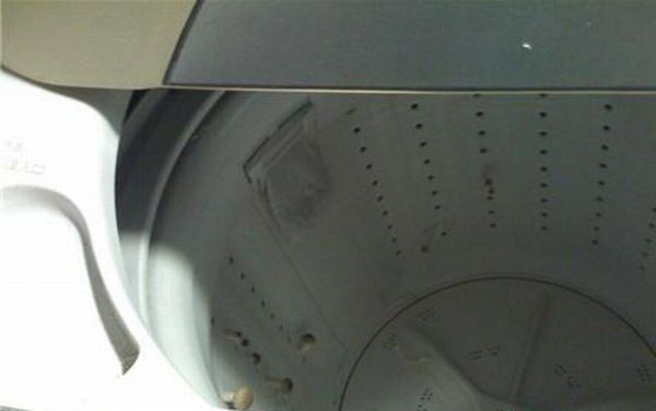 Грибы выросли в стиральной машине