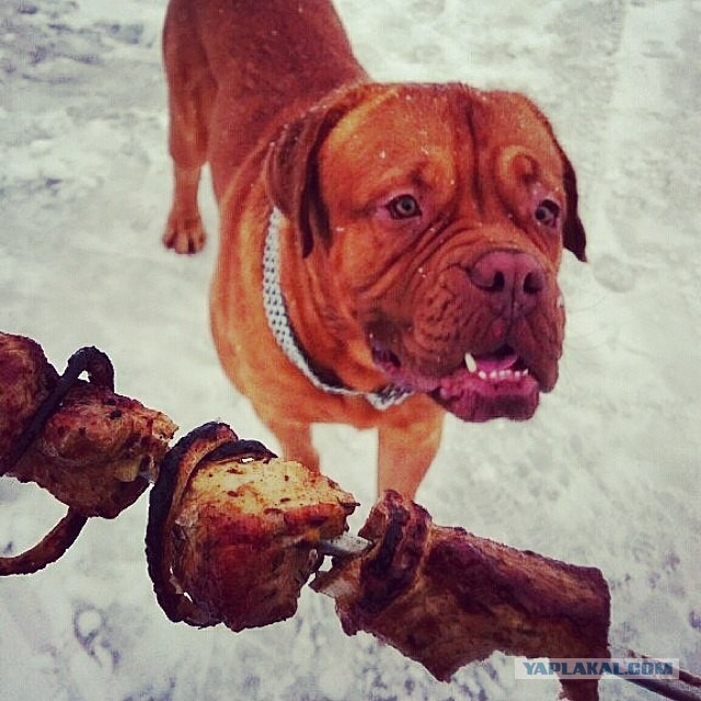 Собакочетверг же, ау!