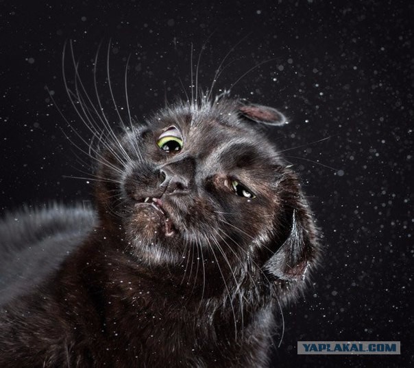 Пост невероятной кошачьей красоты. 25 фот.