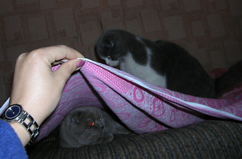 Коты, кошки, котята