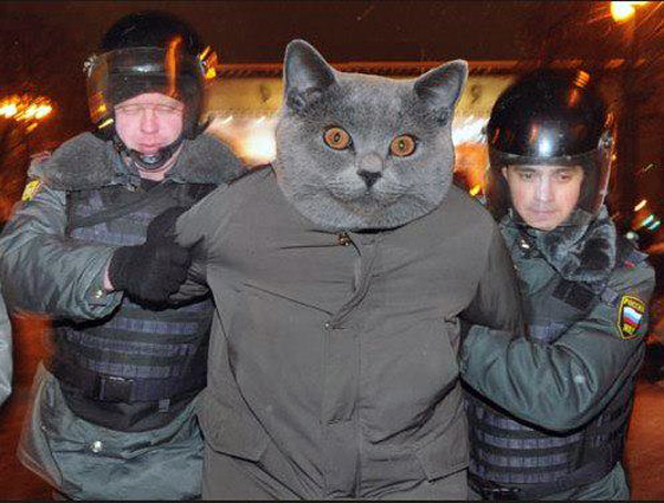 Челябинский полицейский приставил нож к горлу котенка
