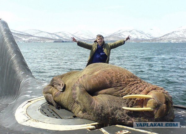 Картинки из сети