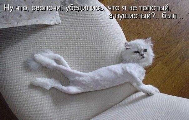Мохнатые беспредельщики