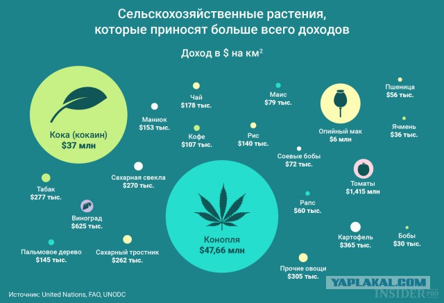 Дыня в виде сисек или как я заказывала экзотические семена и что из этого выросло