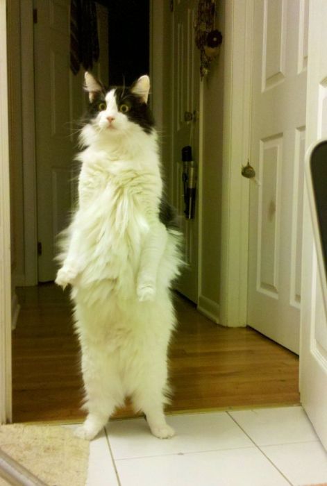 Коты и Кошки
