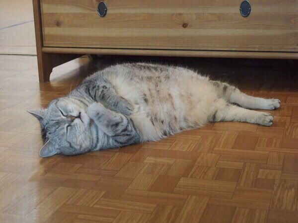 Прикольных котов пост