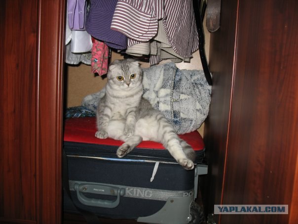 Котовторник на 07.07.2009