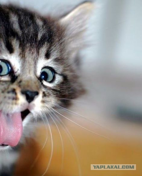 Котовторник! 08.11.11