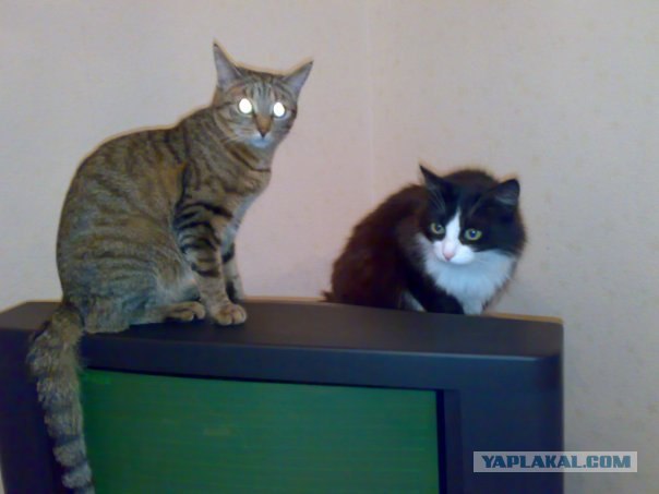Котовторник 17.04.2012
