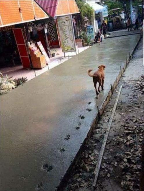 Собаки бывают
