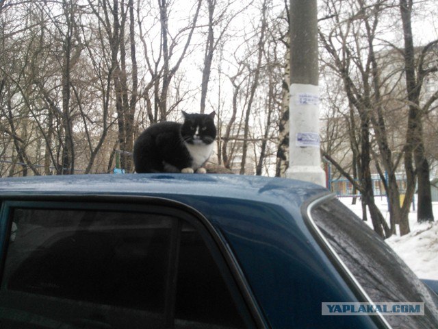 Фигасе воробушек!