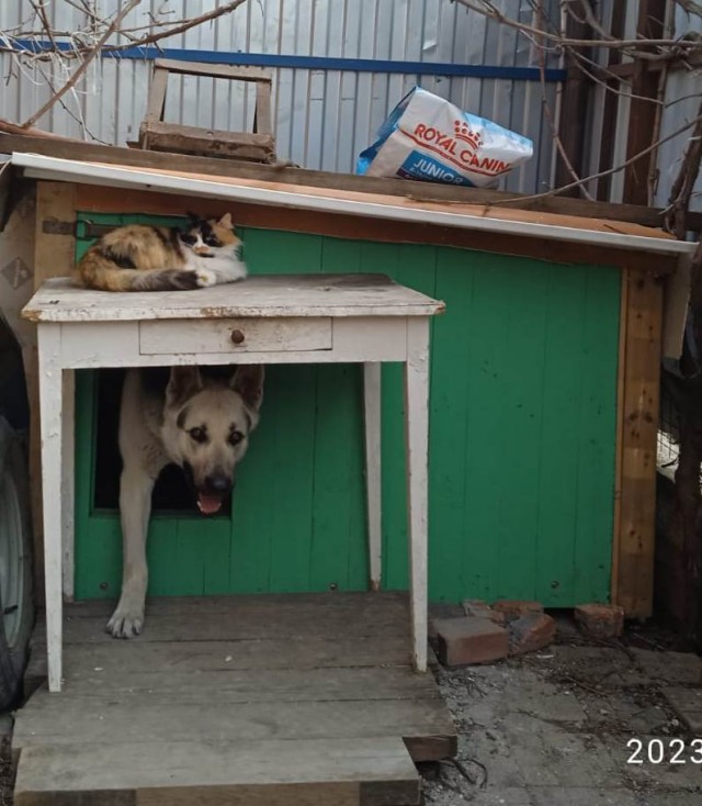 Кот-манипулятор