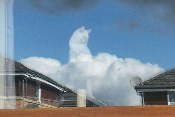 Адский котэ