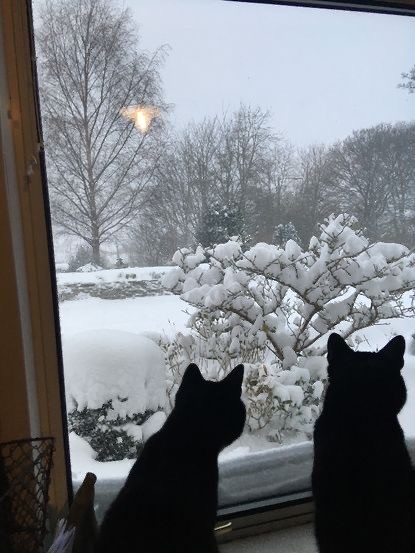 Котики из снега и котики на снегу