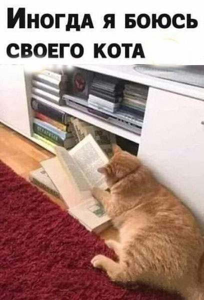 Жизнь домашнего приюта "Котоленд" 427