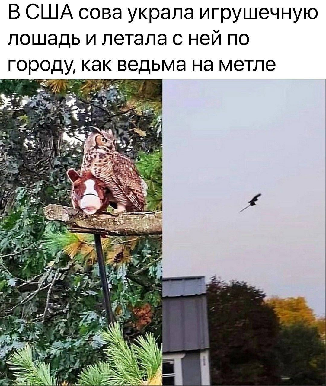 Картинки со смешными надписями и фразами для настроения