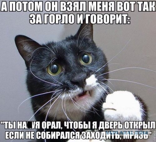 К котовторнику: подборка картинок-баянов с котиками и про котиков. Выпуск 28.