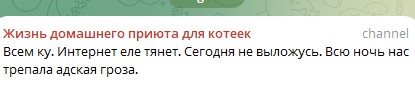 Жизнь домашнего приюта для котеек 579