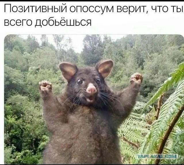 Картинки для деградации 258 ( разной степени свежести)
