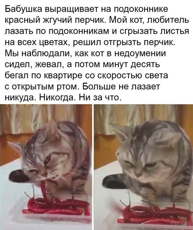 Пятничные бояны
