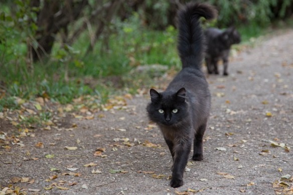 Уличные севастопольские коты