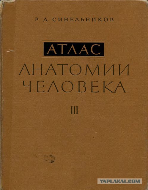 Как должно выглядеть "идеальное женское тело"?