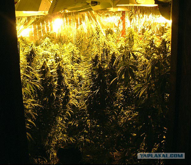 Вышел на балкон покурить.. и увидел это..