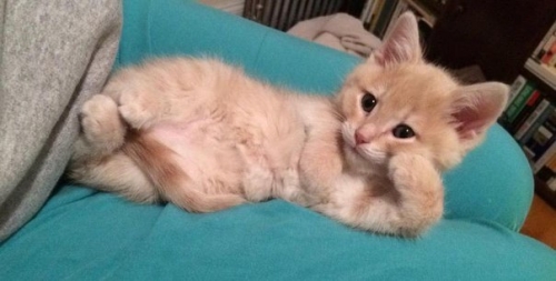 Котовторник
