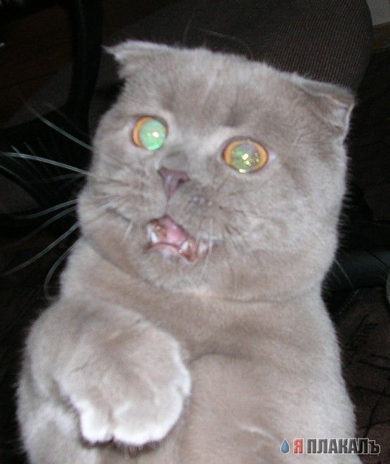 Коты, кошки, котята