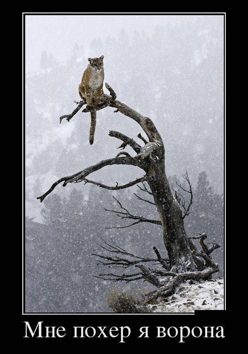 Смешные картинки с надписями