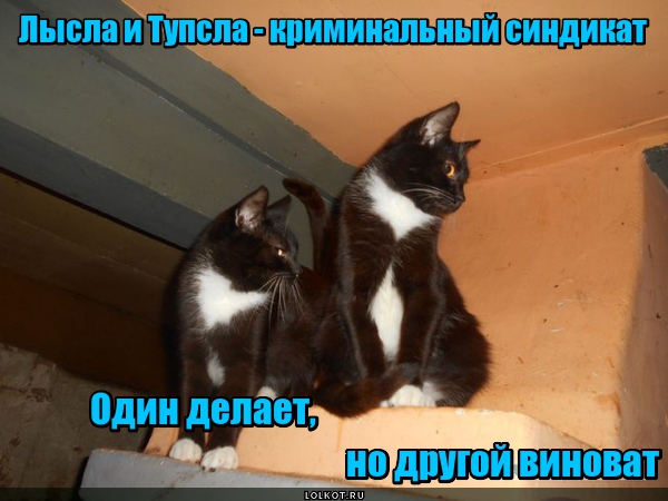 Жизнь домашнего приюта для котеек 136