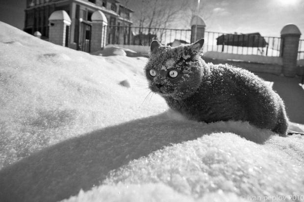 Упоротые коты.