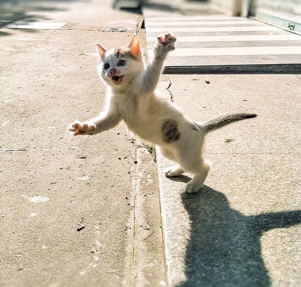 Коты из сети