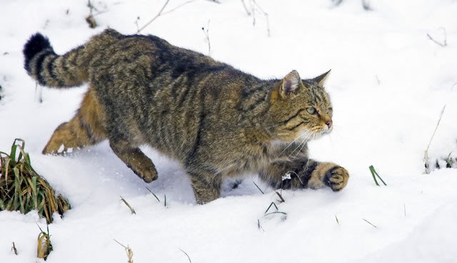 Европейский дикий кот