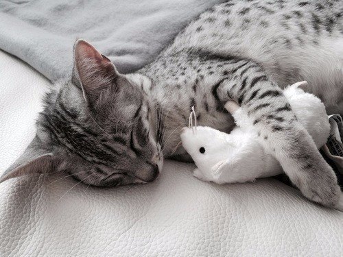 Коты и Кошки